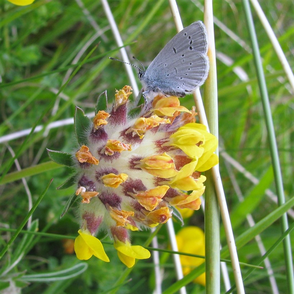 A small blue butterfly on kidney vetch - a yellow flower
