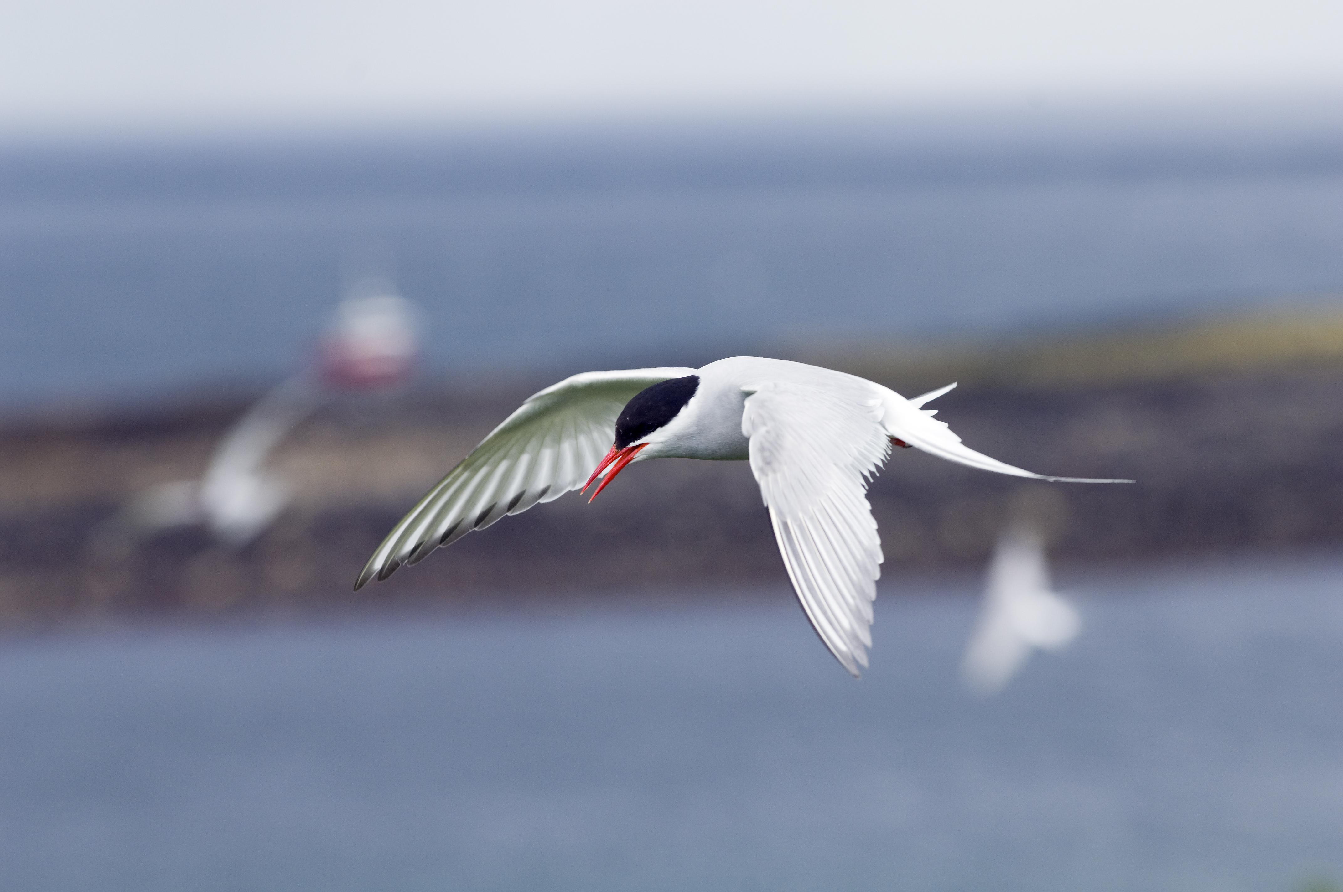 Arctic tern in flight