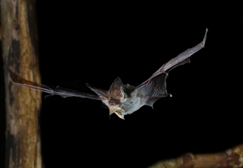A brown long-eared bat flying at night eating a moth