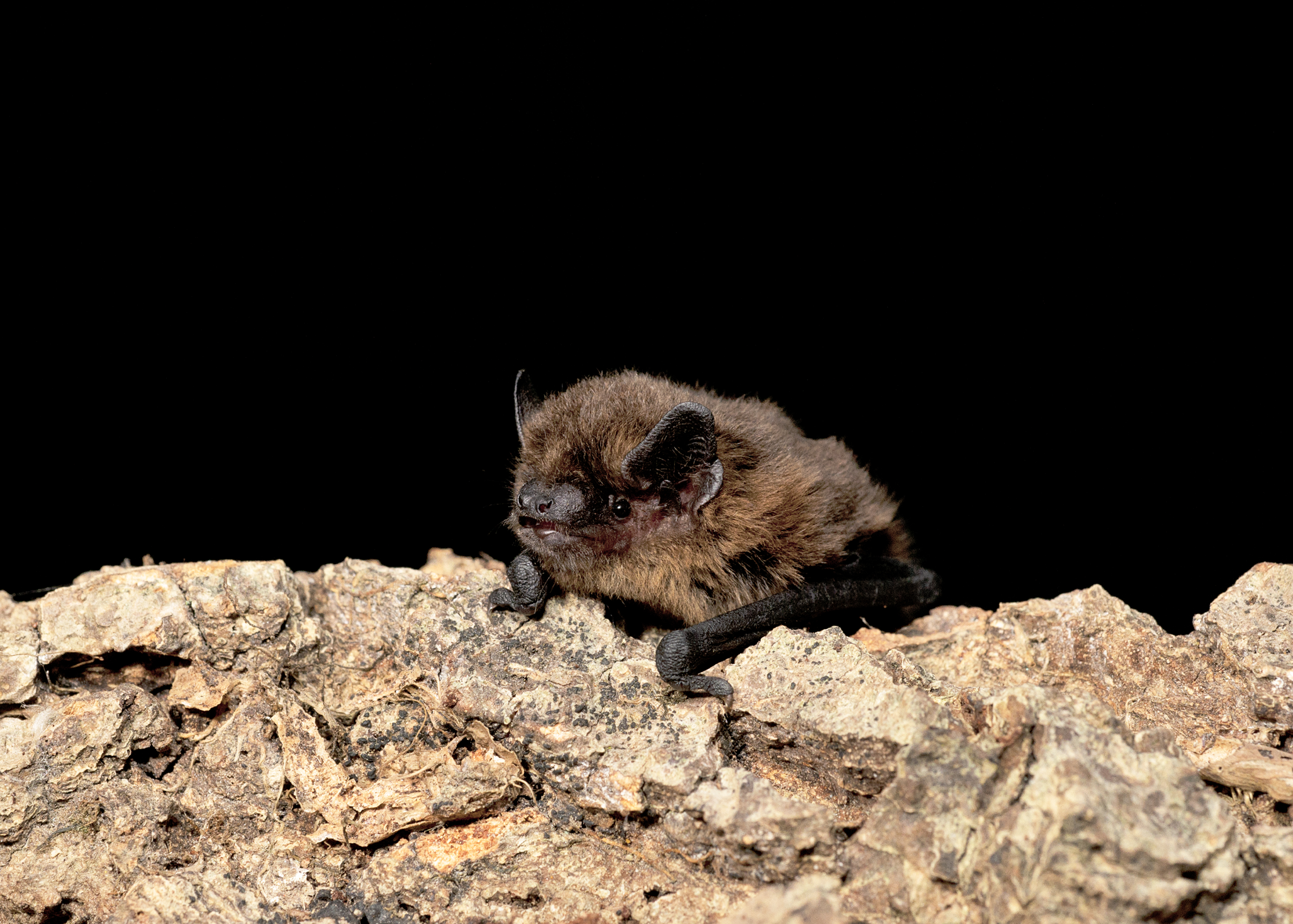 Common Pipistrelle bat on a tree