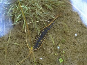 A medicinal leech - a dark brown leech with orange markings - in water.