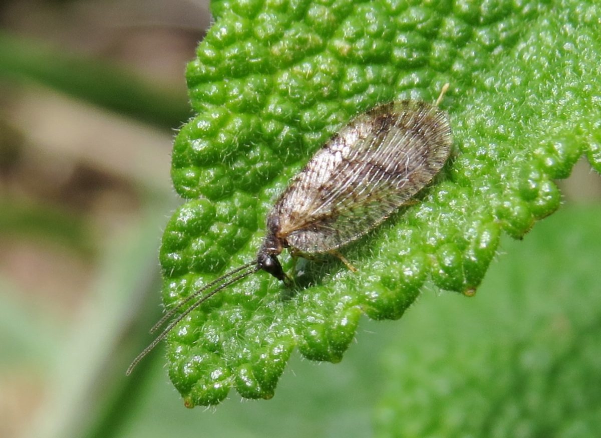 Bordered brown lacewing