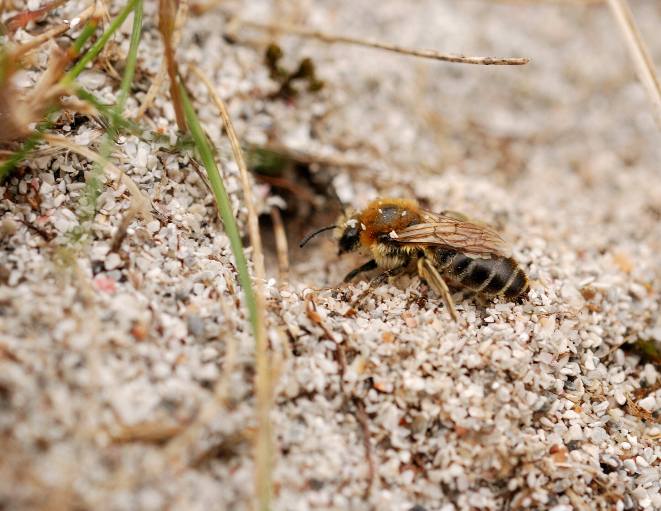 Northern colletes digging in sand