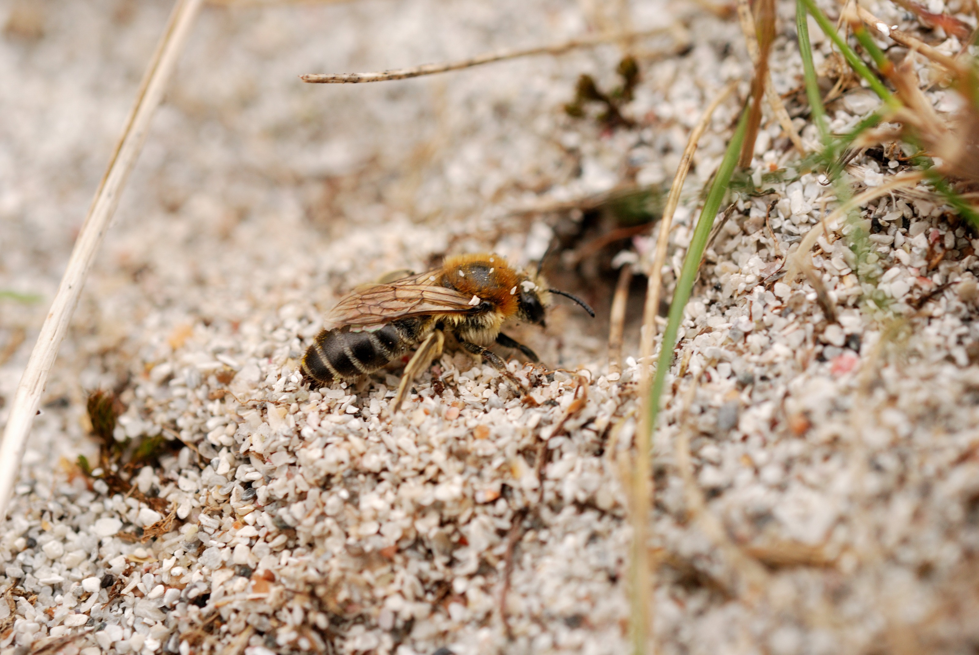 Northern colletes digging in sand