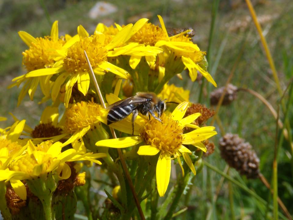 Northern colletes on Ragwort