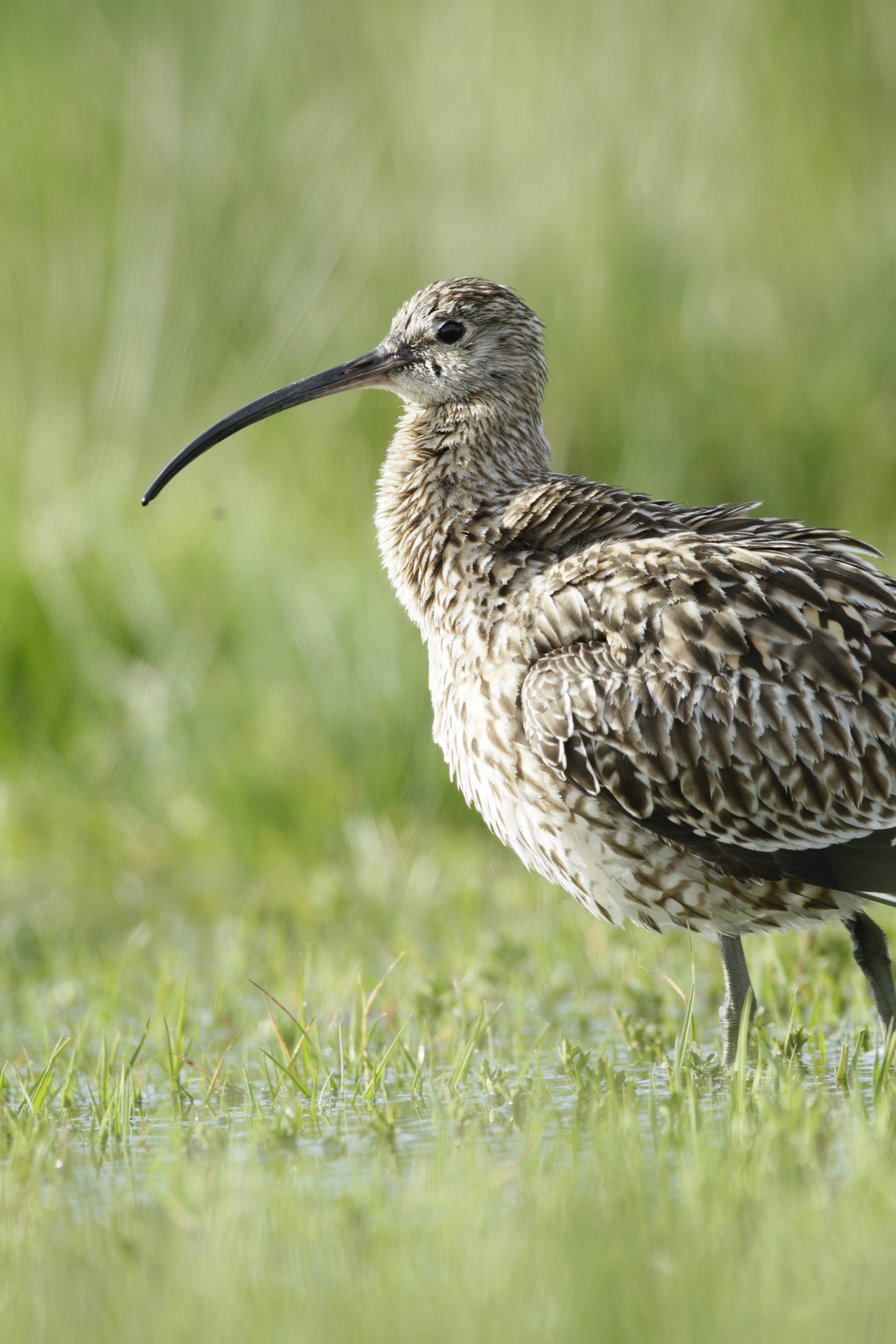 A curlew