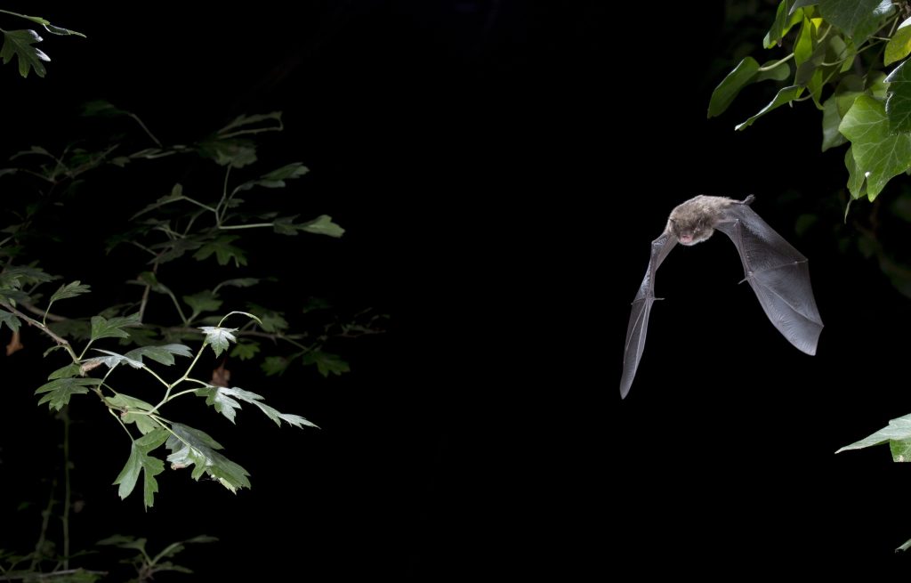 Daubenton's bat in flight at night
