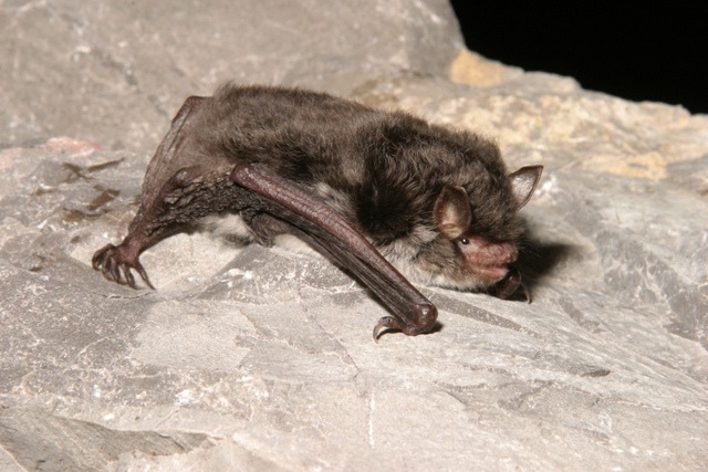 Daubenton's bat