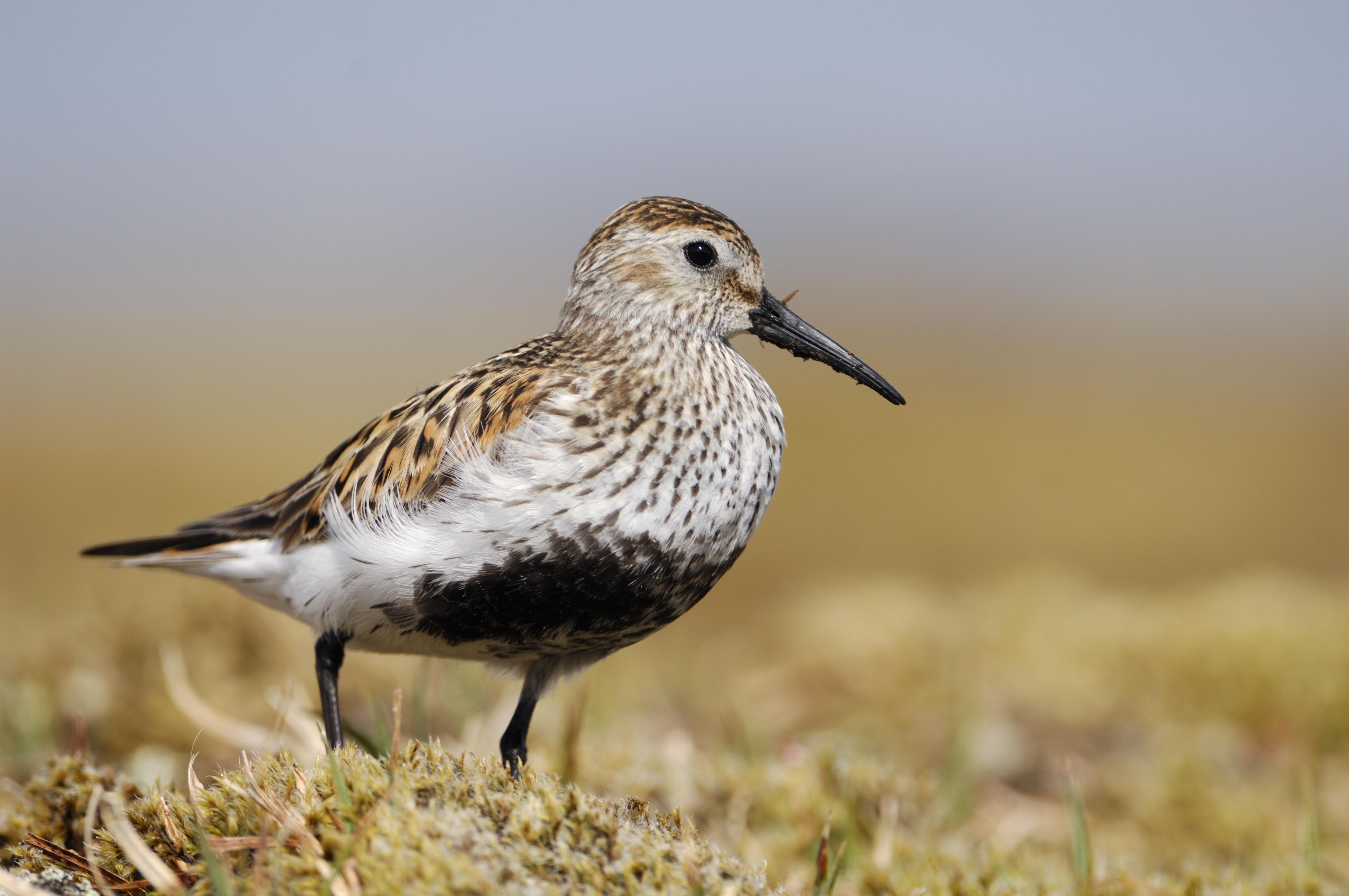 Dunlin