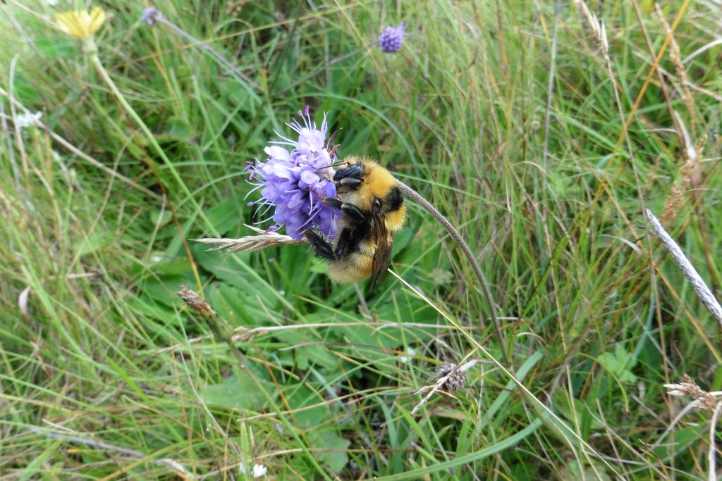 Great Yellow Bumblebee