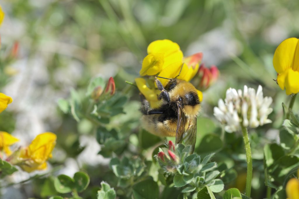 Great yellow bumblebee on a flower