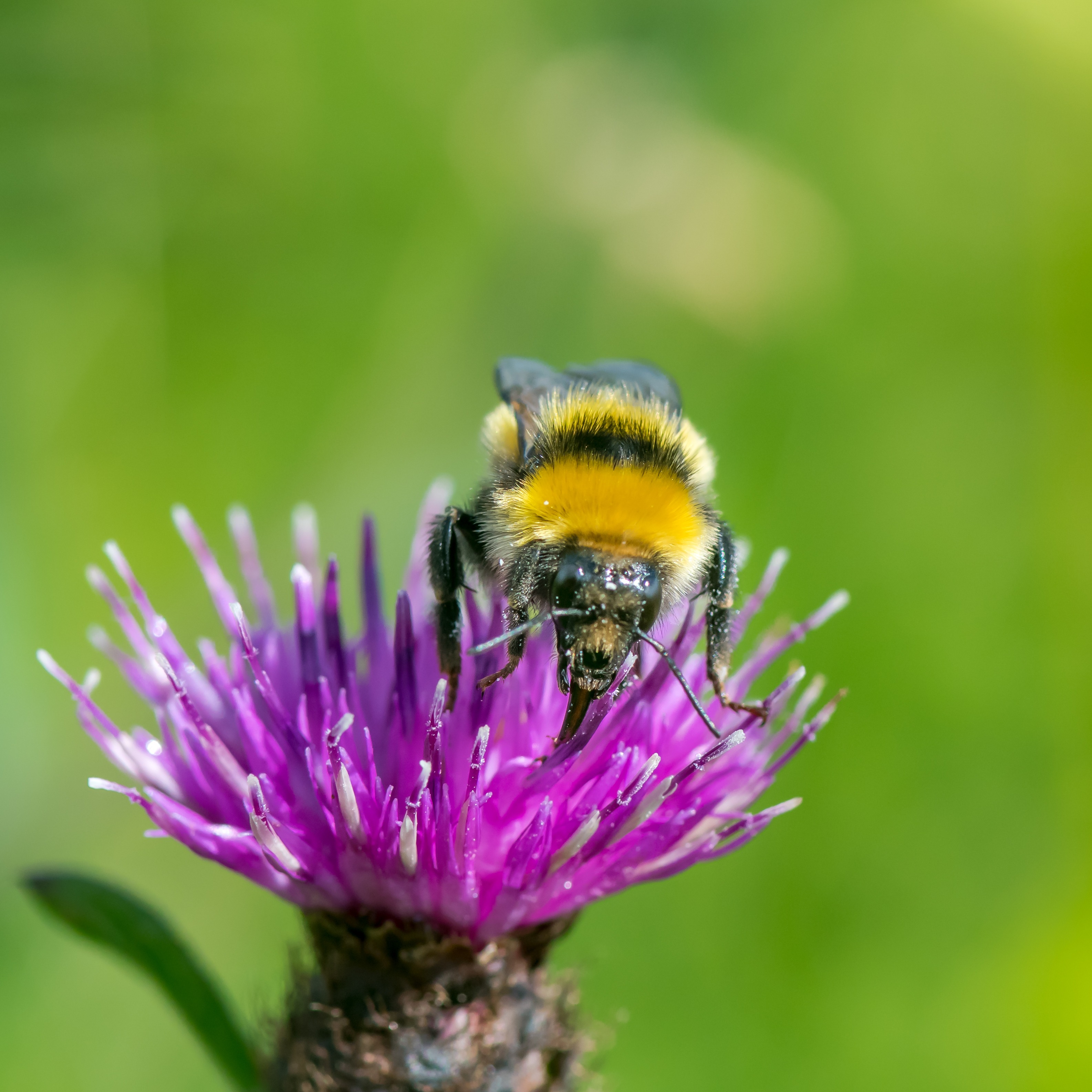 Great yellow bumblebee on a flower