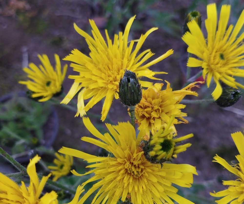 Hawkweed