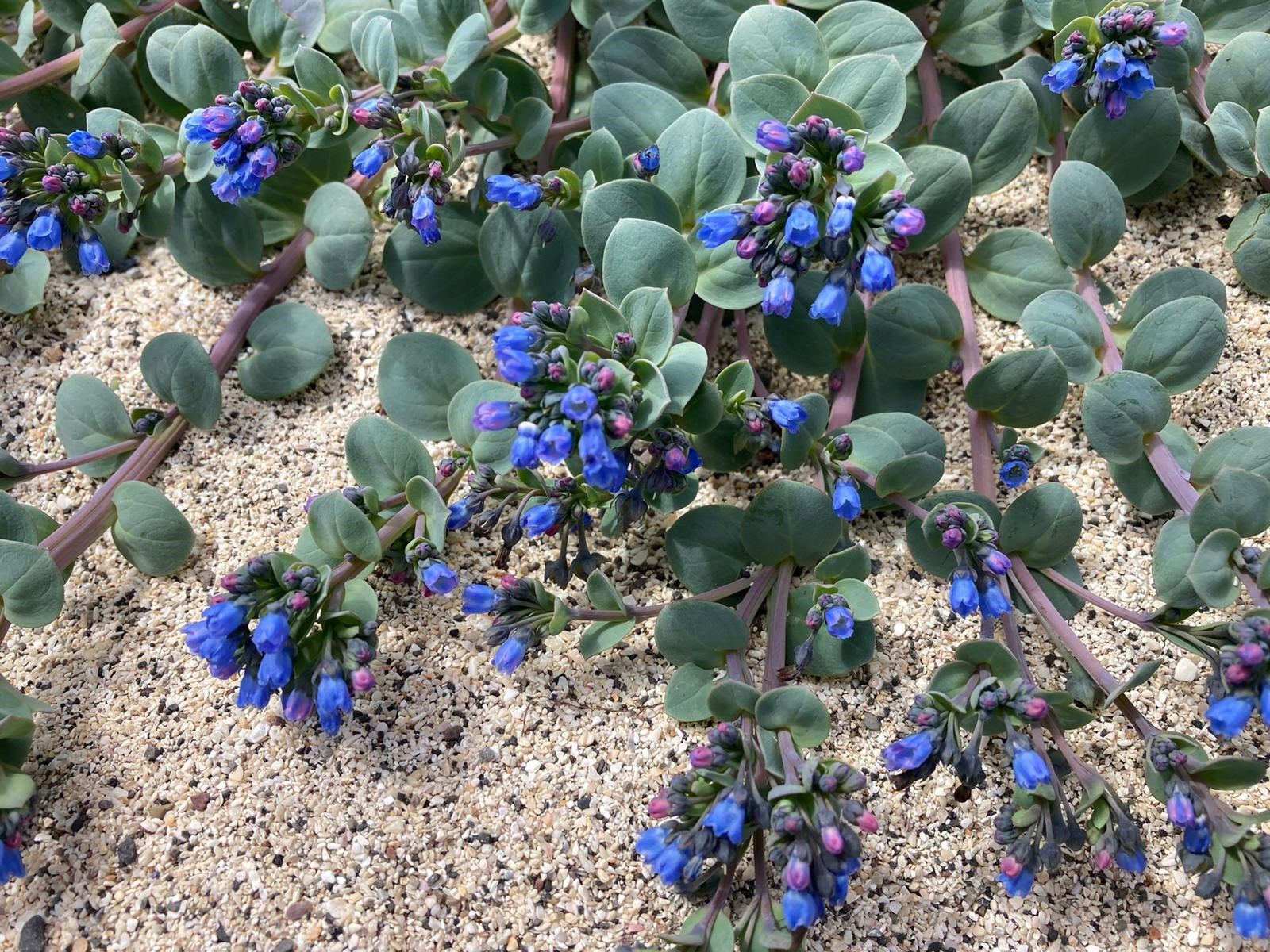 Oysterplant on sand - a plant with blue and purple flowers