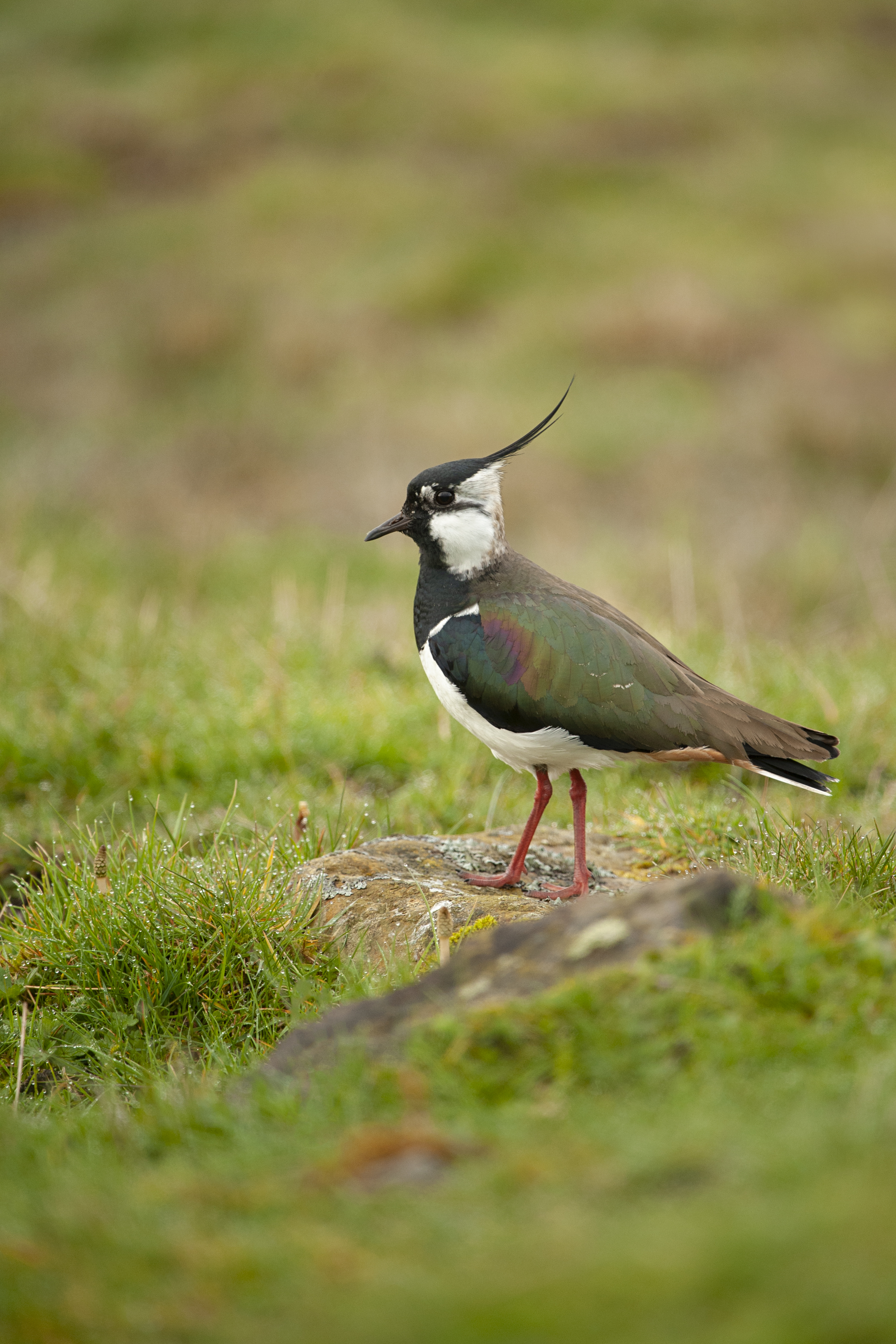 A lapwing