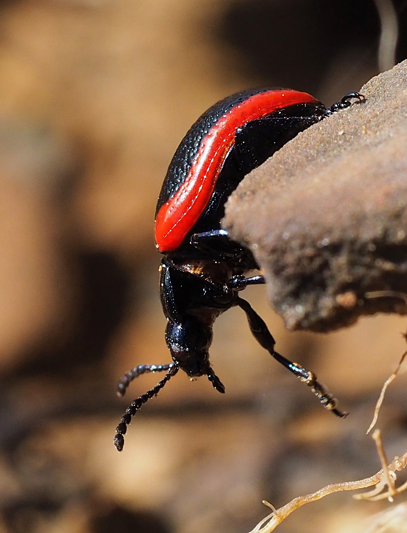 Plantain leaf beetle - a black beetle with a red stripe