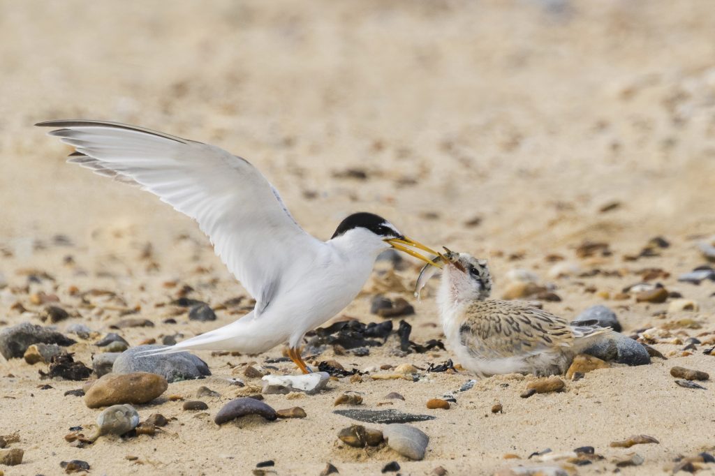 Little Tern and chick