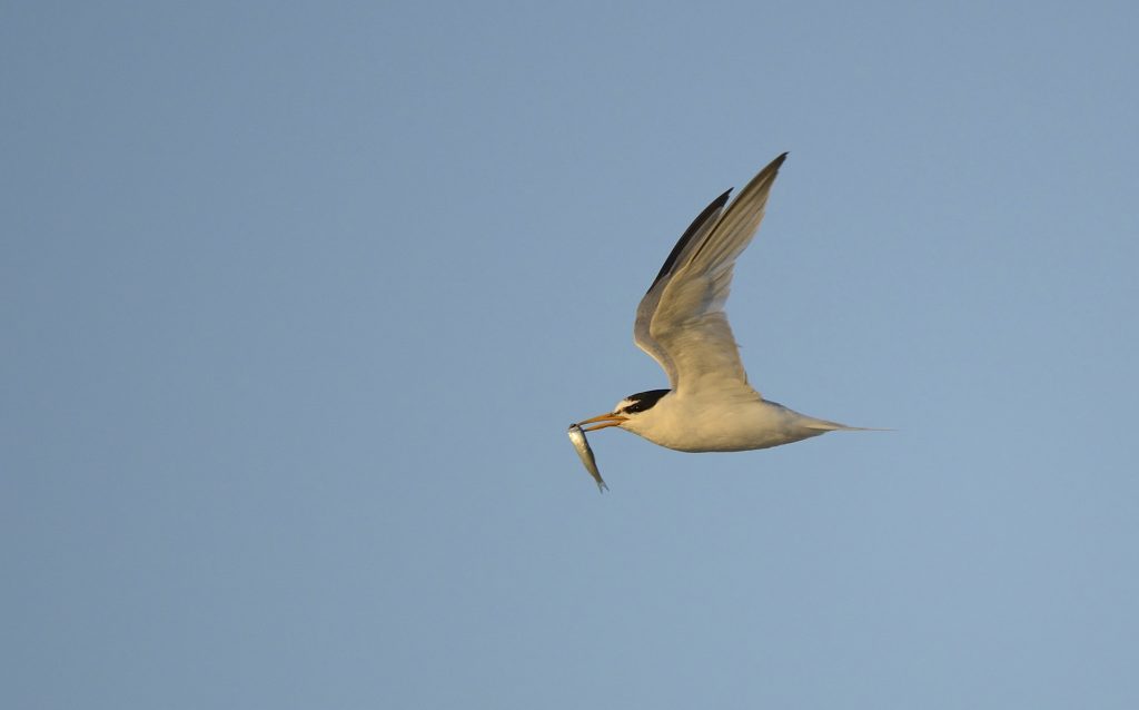 Little tern in flight with fish