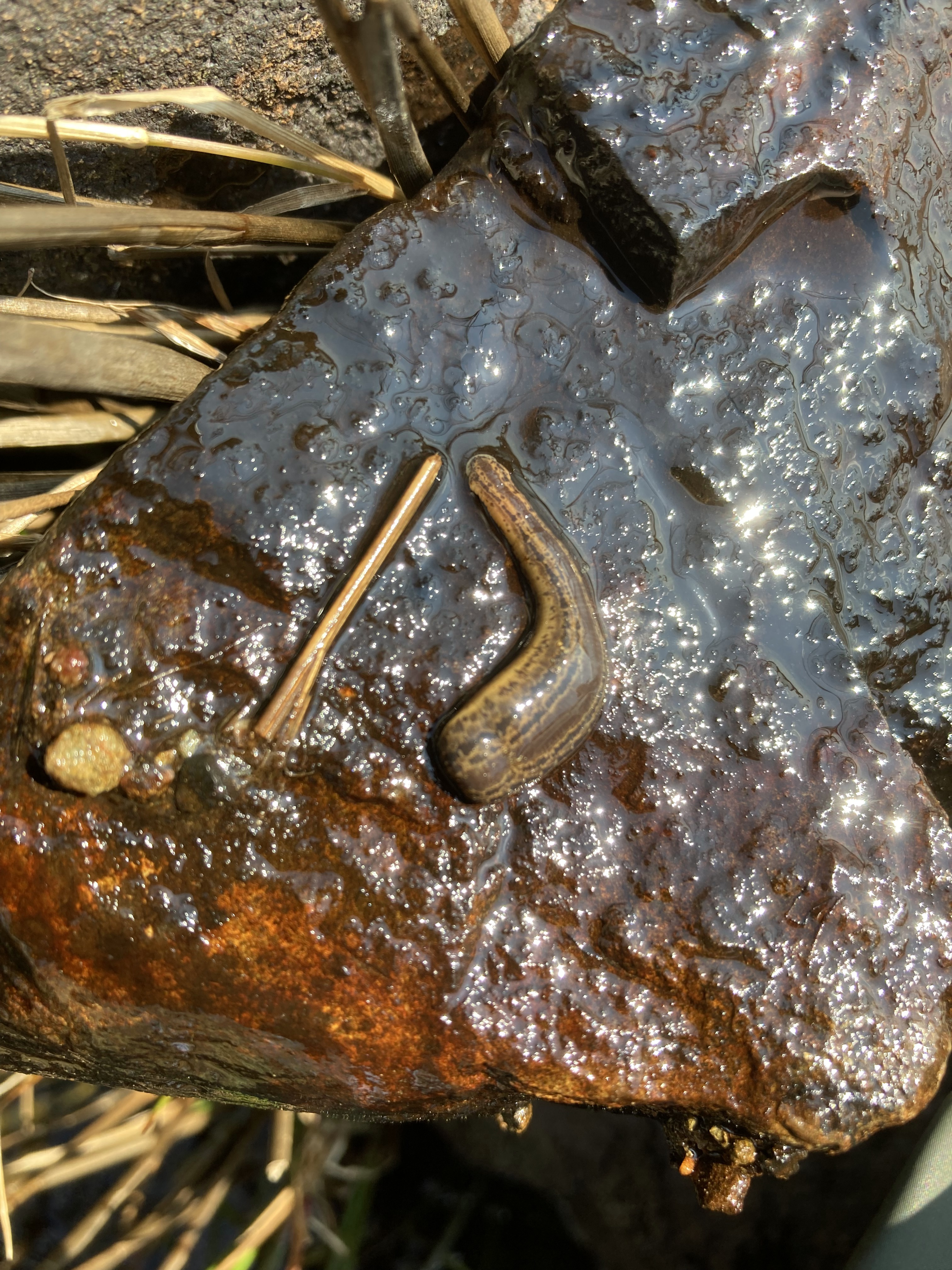 Medicinal Leech on a rock