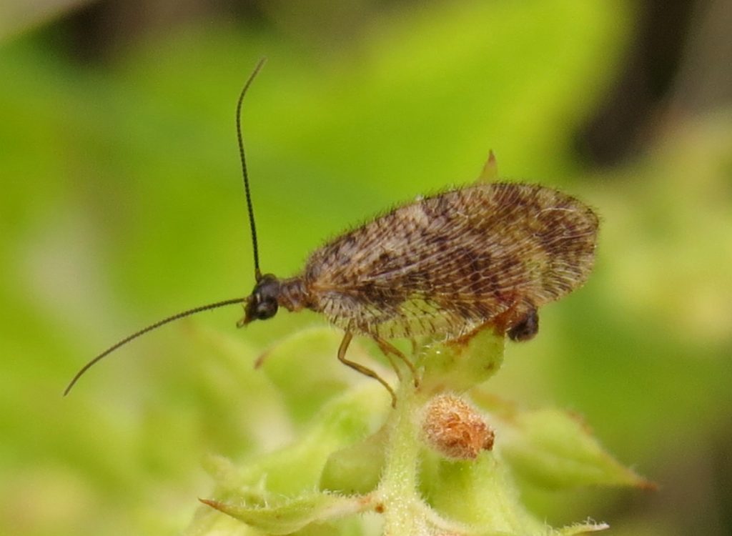 Bordered brown lacewing