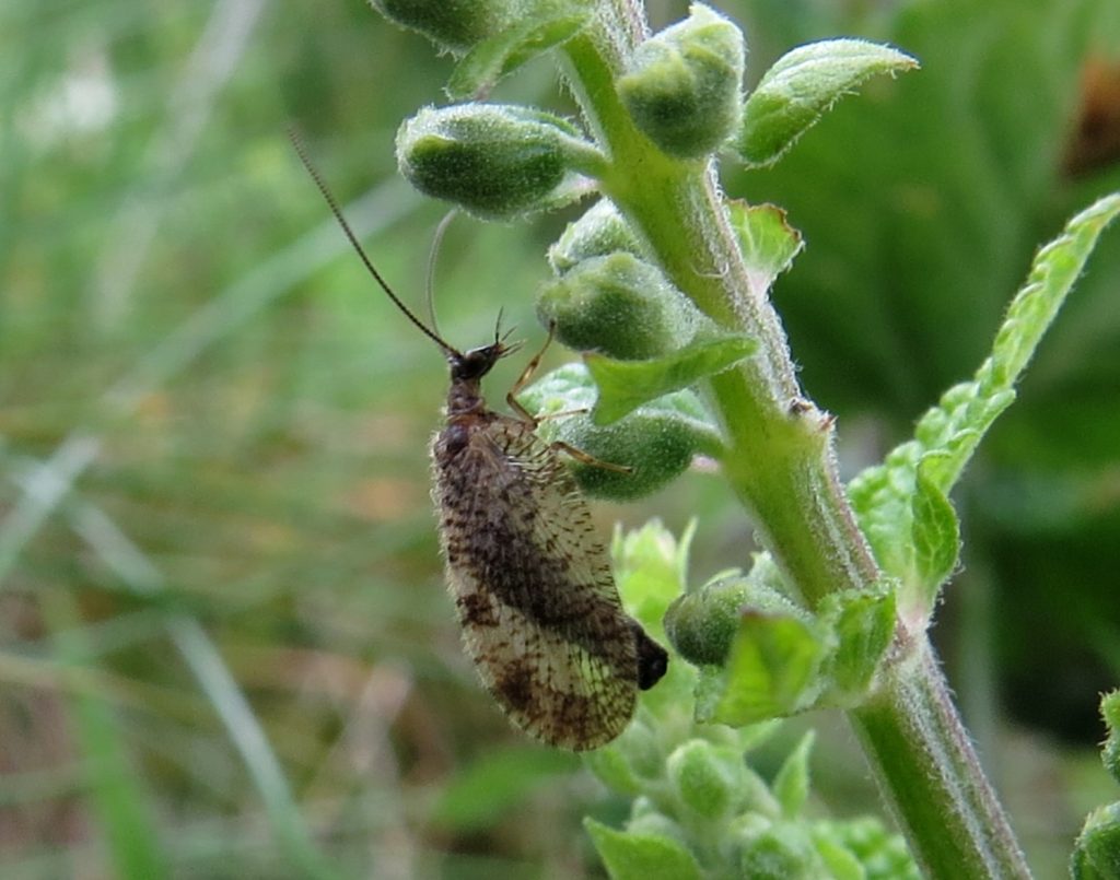 Bordered brown lacewing