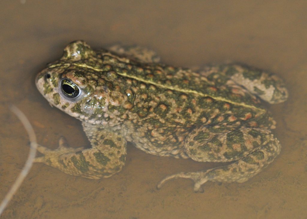 Natterjack toad
