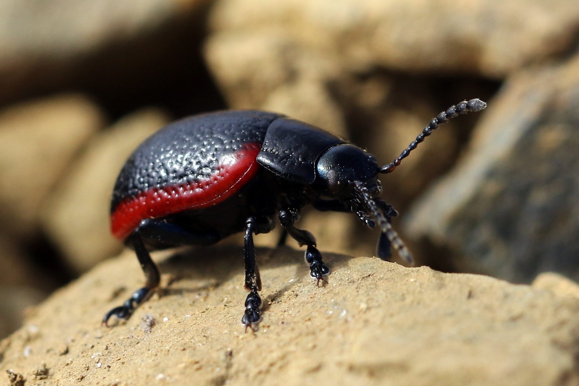 Plantain leaf beetle - a black beetle with a red stripe