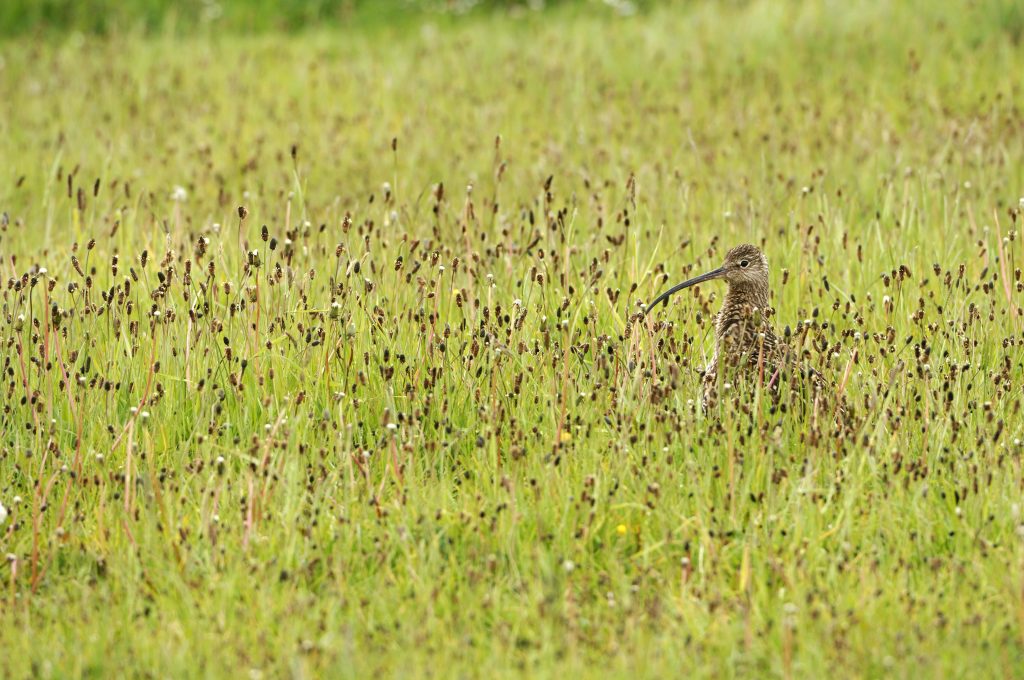 Curlew in long grass