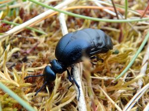 A short-necked oil beetle