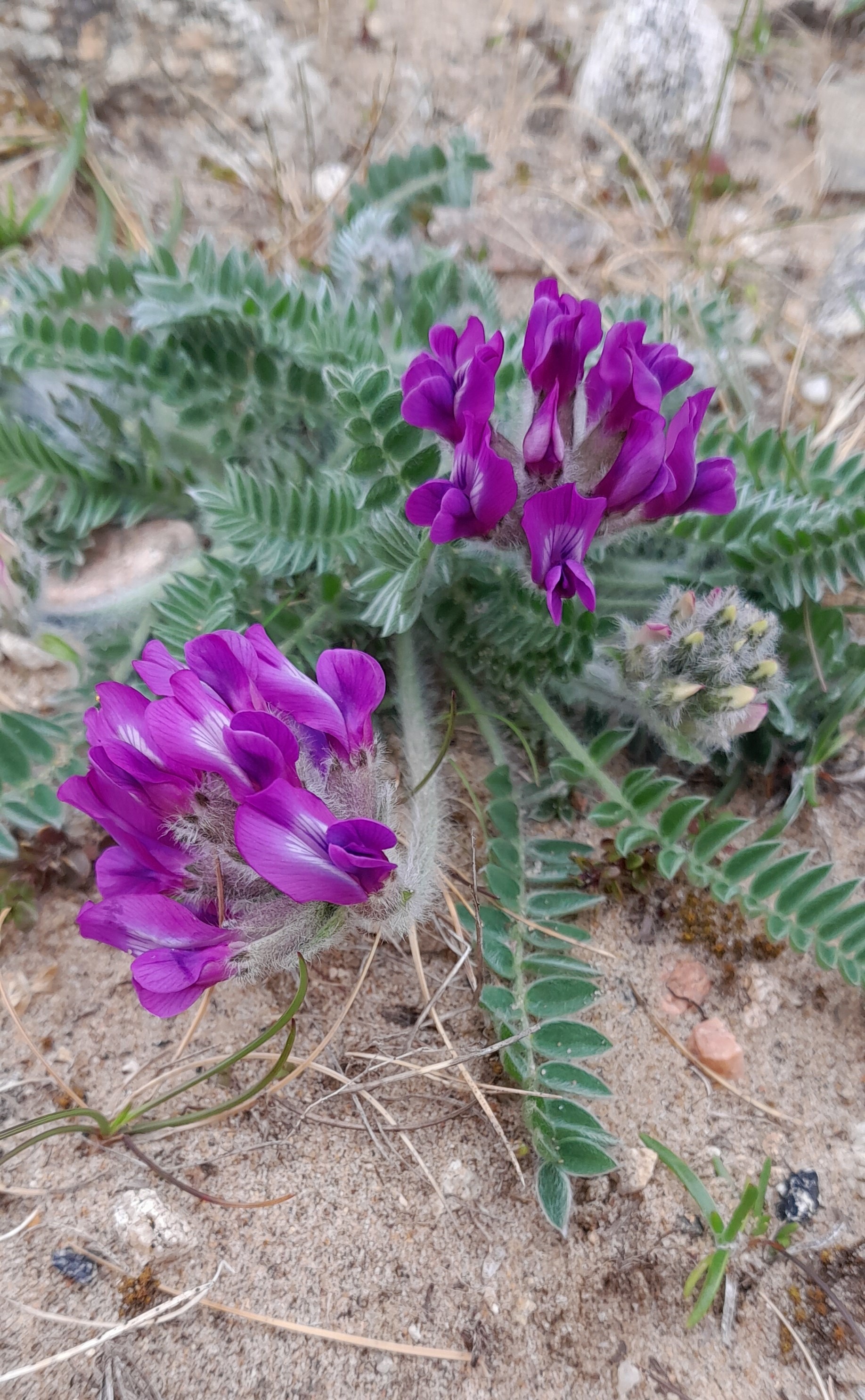 Purple Oxytropis