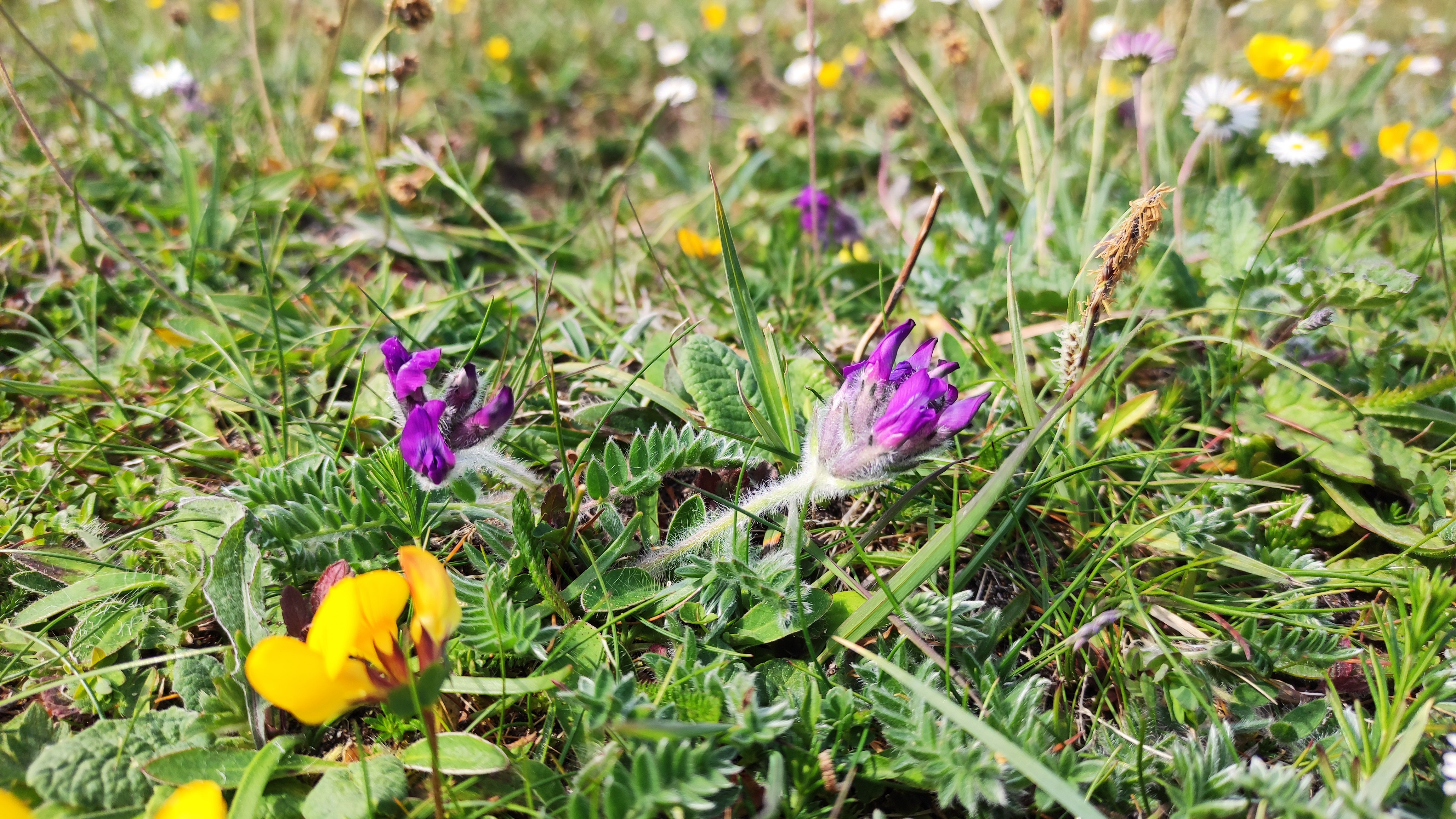Purple Oxytropis