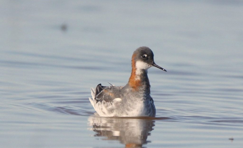 Red-necked phalarope