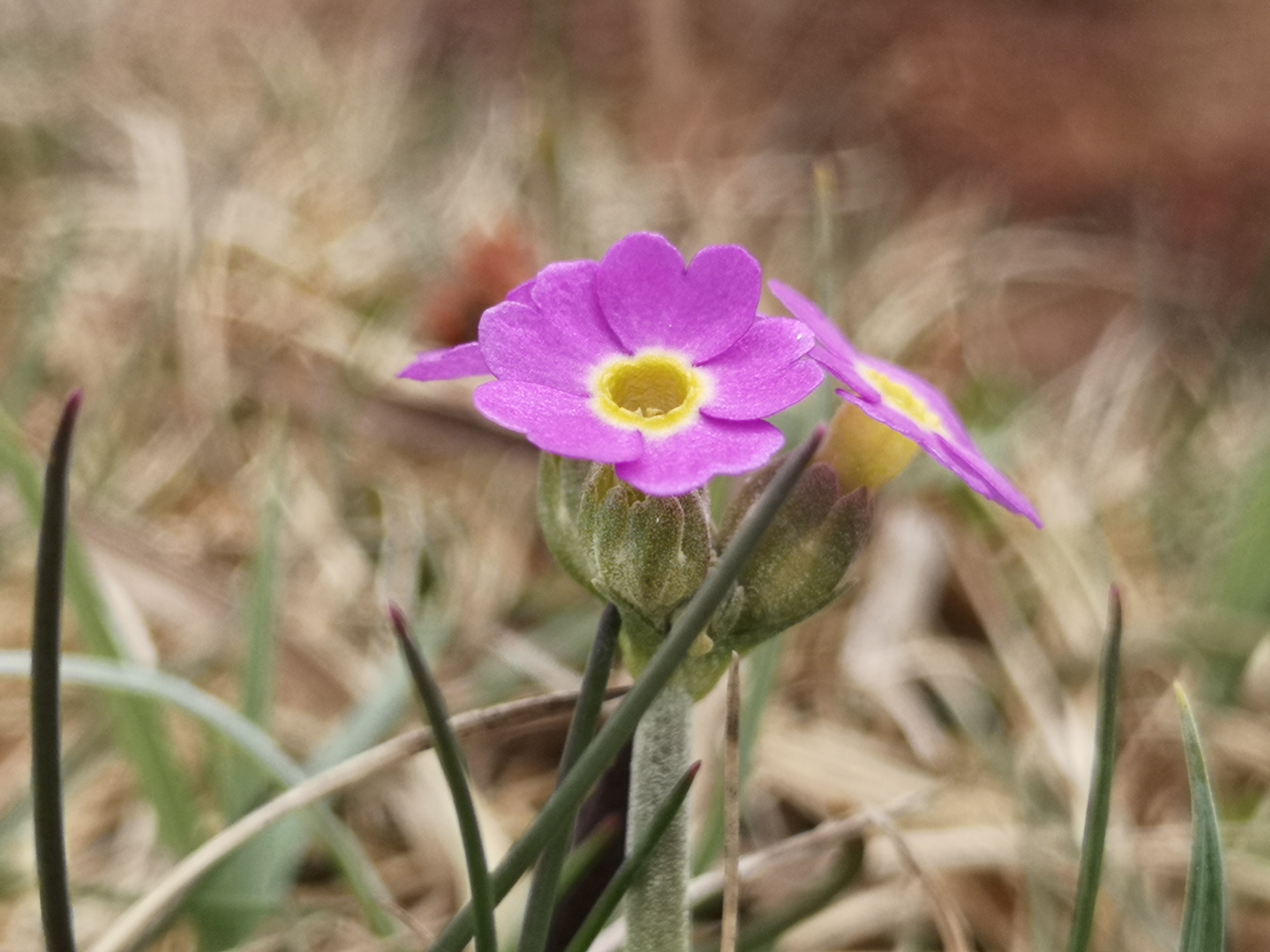 Scottish primrose