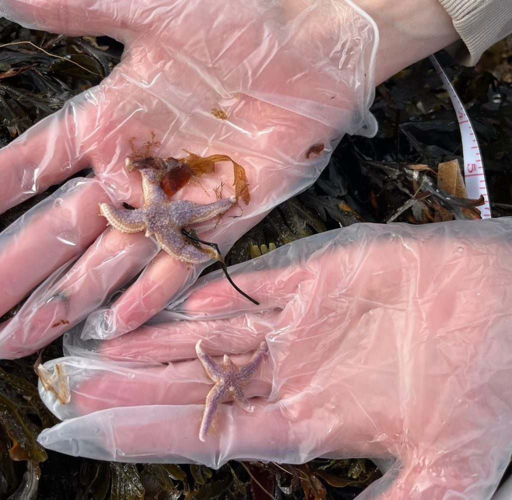 A starfish in gloved hands