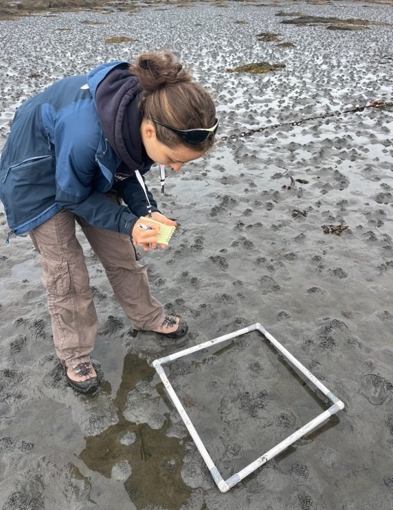 A transect on sand