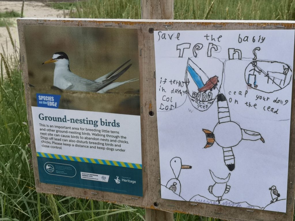 Tern signage at Barrier 4, Orkney - a potster drawn by a primary school student warning people not to disturb terns