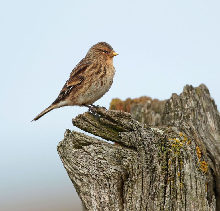 Twite