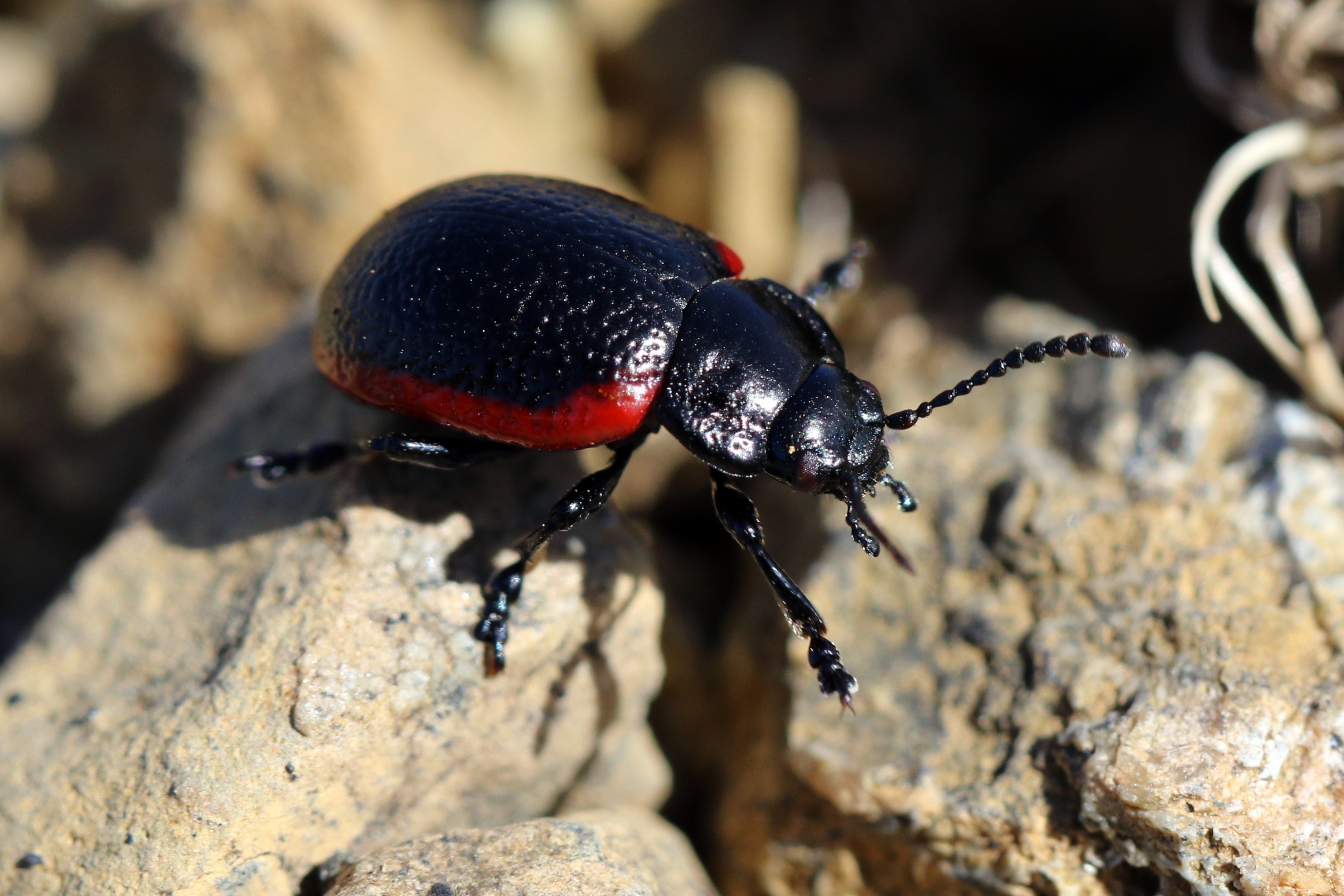 Plantain leaf beetle