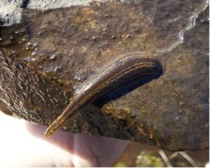 Medicinal leech on a rock