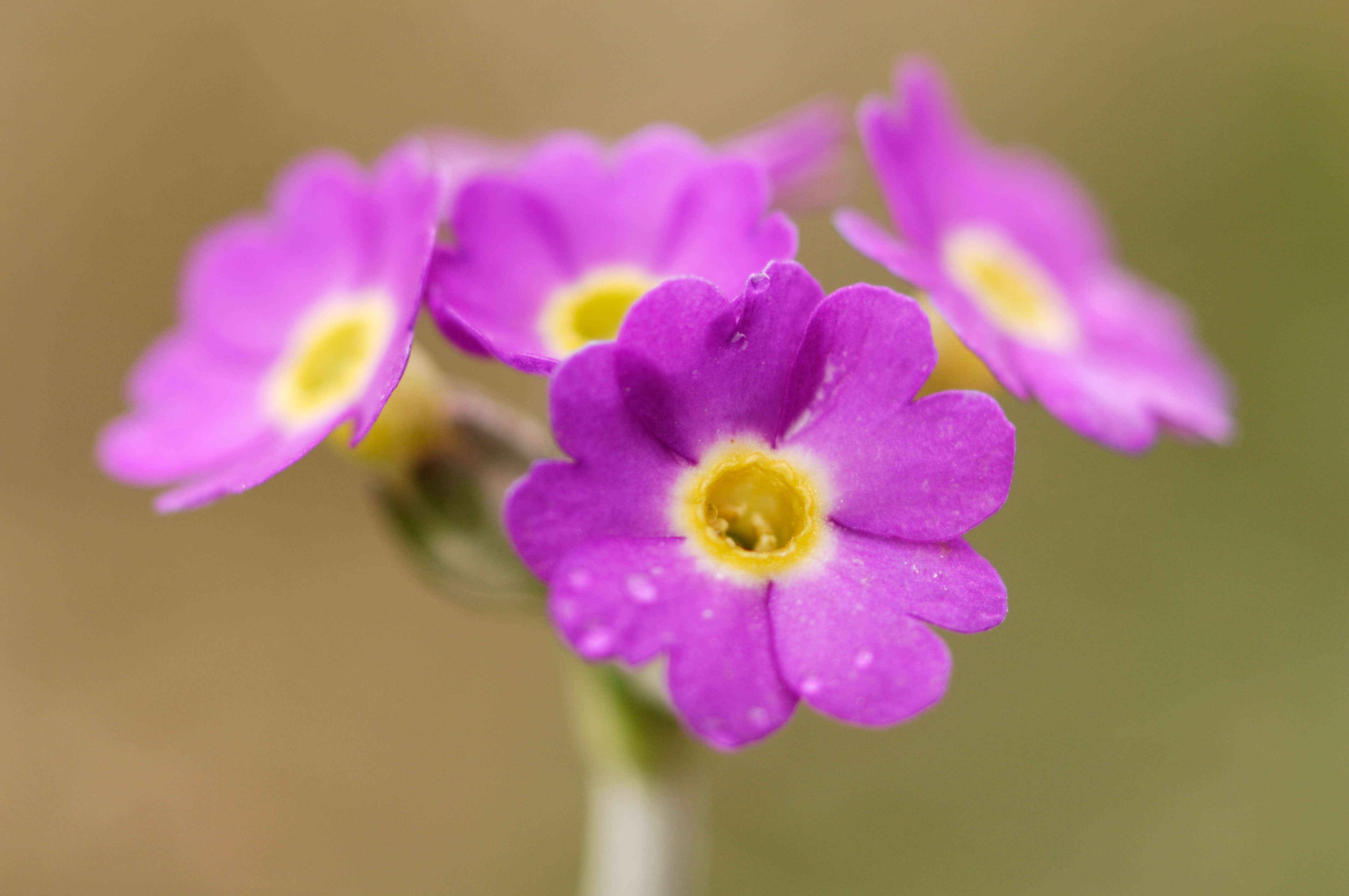 Scottish Primrose (Primula scotica) Yesnaby, Orkney
