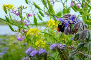 Shetland Bumblebee among colourful flowers at Firva, Shetland