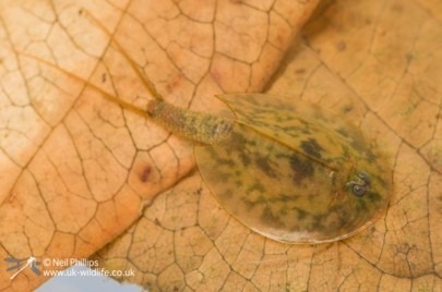 Tadpole shrimp