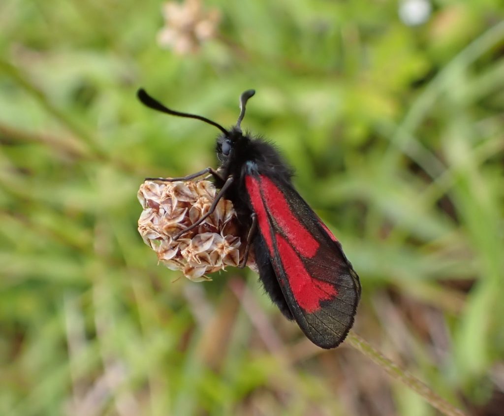Transparent burnet moth