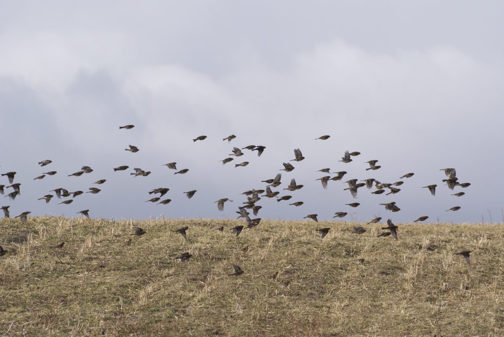 Twite flock over machair stubbles, Kilpheder, South Uist