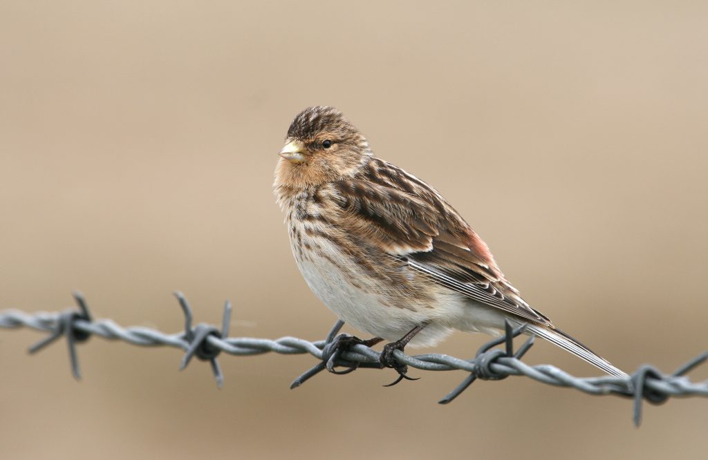 Twite on barbed wire