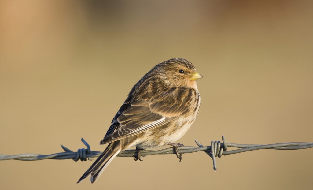 Twite on barbed wire