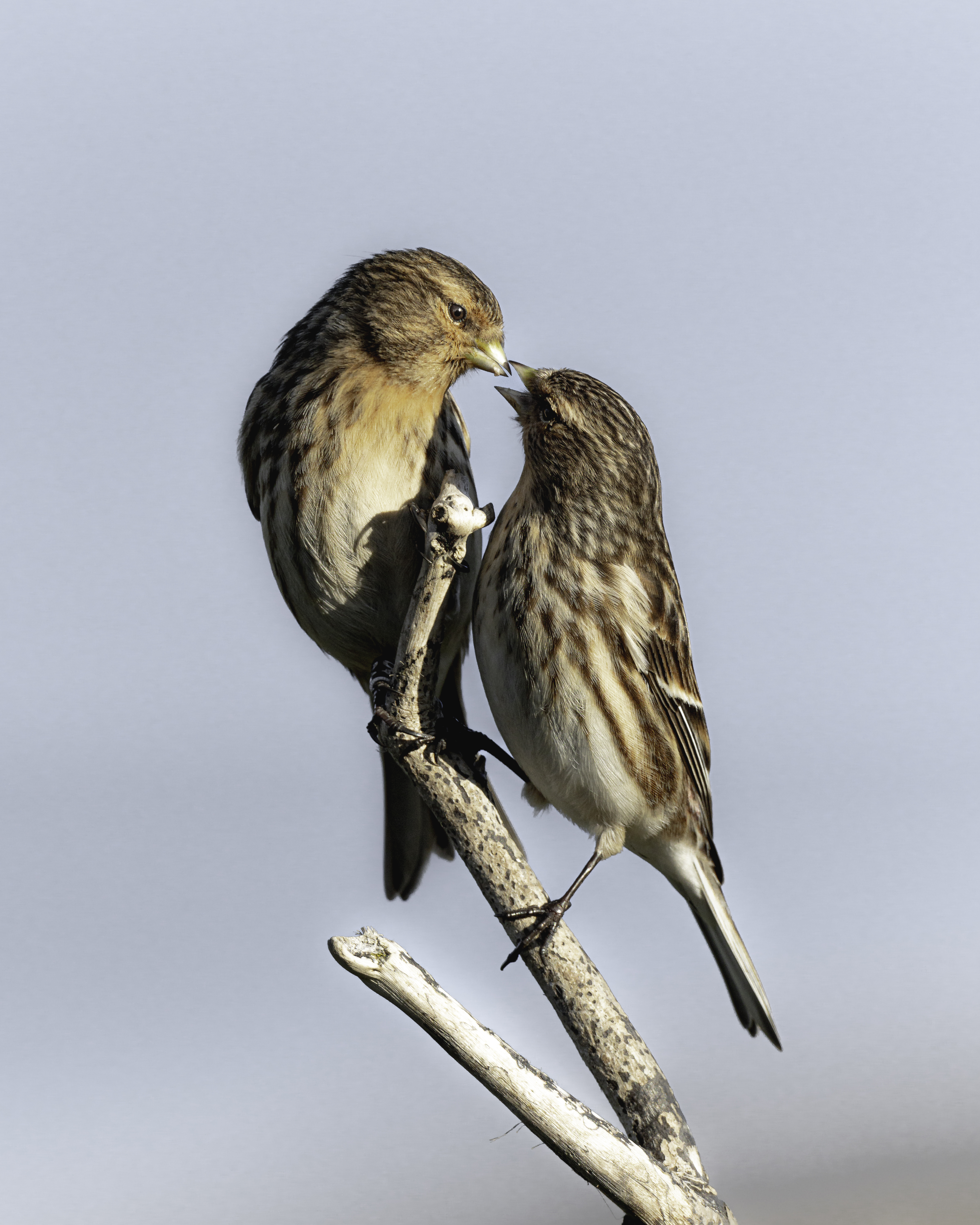 Two Twite on a branch