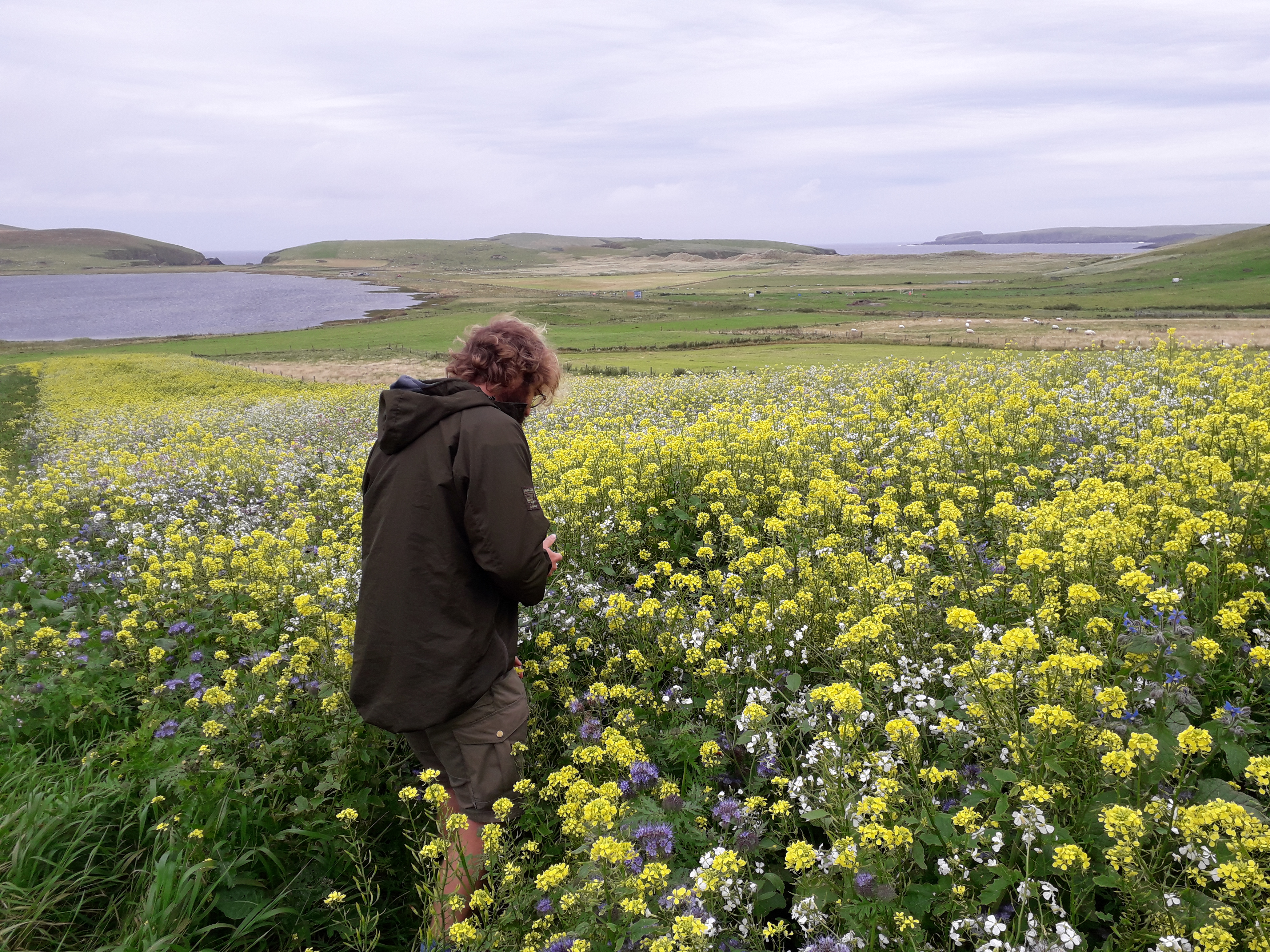 A man stands in a field of tall, bright yellow flowers