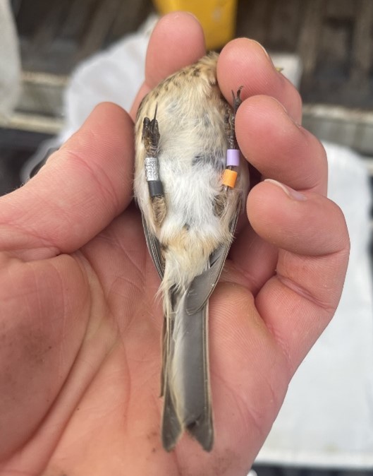 A twite held in a hand. The twite has several rings on its legs