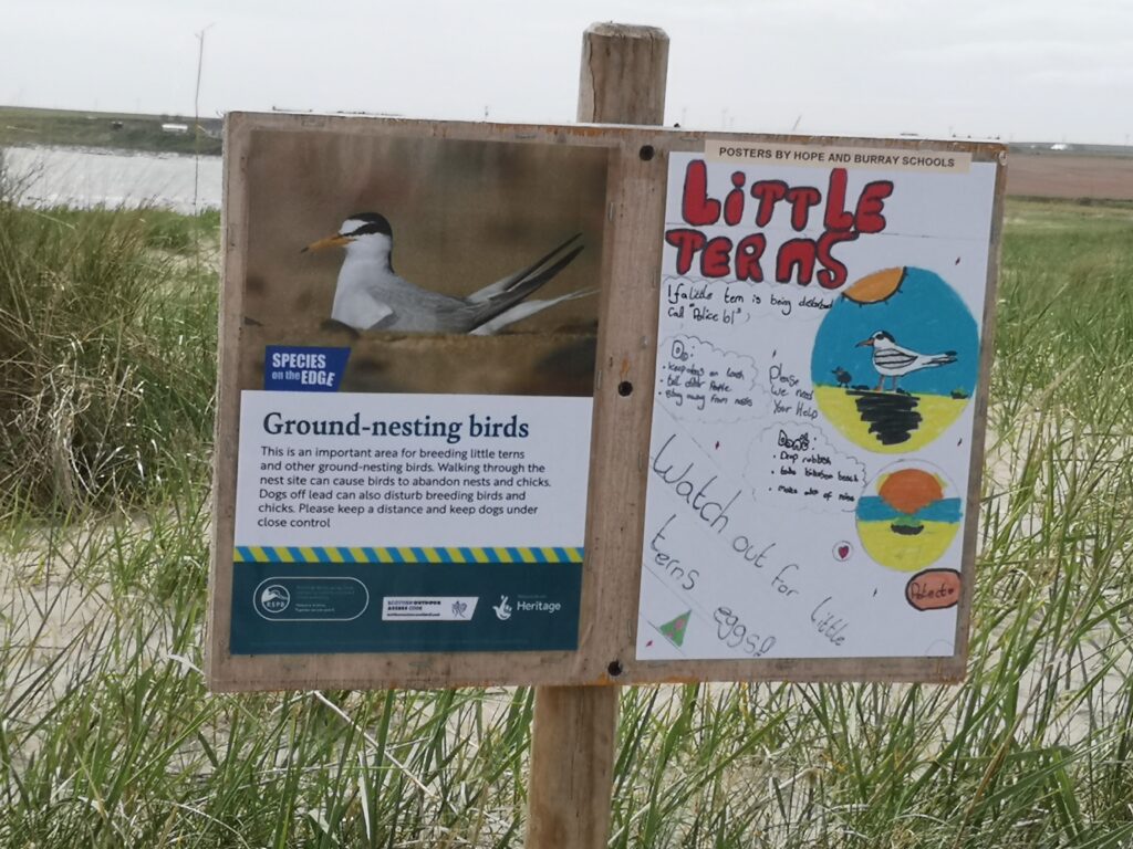 A sign with information on how to reduce disturbance to ground-nesting birds. The sign stands among grassy dunes.